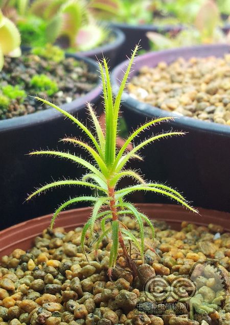 2013-3-10 08:38 编辑  严格来说它不属于食虫植物-----------捕虫树