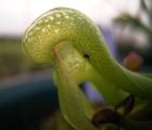 眼镜蛇瓶子草(Darlingtonia californica)