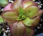 劳厄捕虫堇(pinguicula laueana)