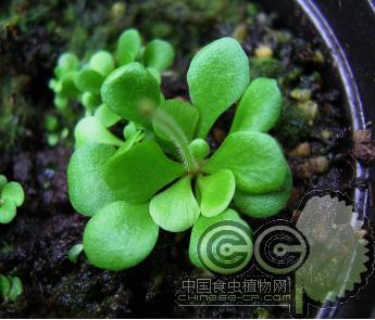 螺旋狸藻(Genlisea lobata x violacea)