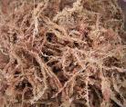 水苔（智利进口50克）食虫植物兰科蚁栖基质|爬虫垫材|扦插|保湿