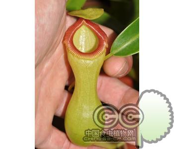 葫芦猪笼草（奶油瓶）(S)[N.ventricosa(Cream)]