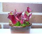 小太阳瓶子草(Heliamphora minor)