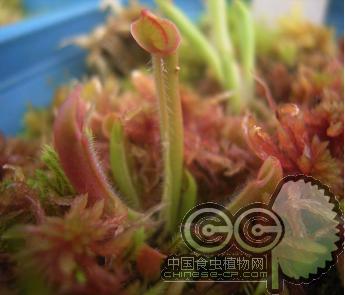 小太阳瓶子草(Heliamphora minor)