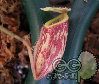 无毛猪笼草(S)(N.glabrata)