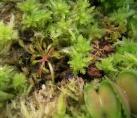 活水苔（水草|泥炭藓）食虫植物铺盆|盆栽装饰保湿|生态水陆造景