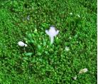 食虫植物-短梗挖耳草(U.caerulea)狸藻|小鸟依人|绿植创意