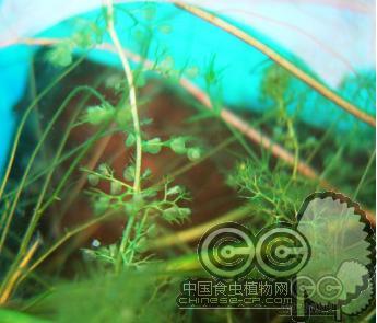 黄花狸藻