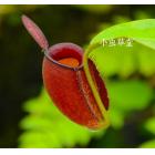 红苹果猪笼草（文莱红x三色）[N.ampullaria(Brunei Red x Harlequin)]