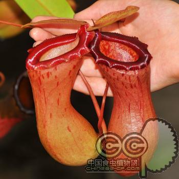 葫芦猪笼草（红）[N.ventricosa(Red)]