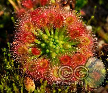 卡洛斯茅膏菜(Drosera callistos)迷你茅