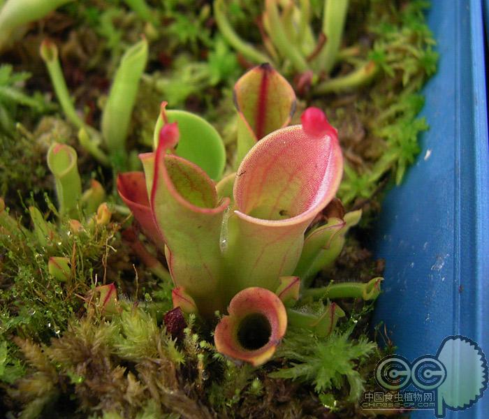 小太阳瓶子草(heliamphora minor) - 品种参考图片