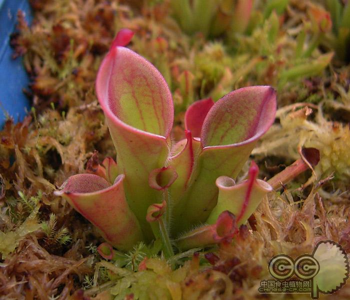 小太阳瓶子草(heliamphora minor 品种参考图片