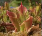 小太阳瓶子草(Heliamphora minor)