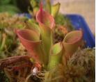 小太阳瓶子草(Heliamphora minor)