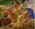 小太阳瓶子草(Heliamphora minor)