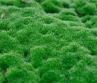 活苔藓（盆景盆栽铺盆装饰保湿|宠物垫材|生态水陆水族造景）
