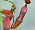 食虫植物-血红猪笼草(S)
