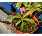 野猪（深红）(Nepenthes mirabilis)奇异猪笼草