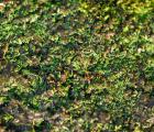 细长距狸藻