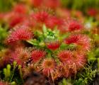 卡洛斯茅膏菜(Drosera callistos)迷你茅