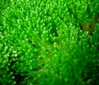 活苔藓（盆景盆栽铺盆装饰保湿|宠物垫材|生态水陆水族造景）