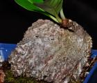 蚁栖植物-块茎蚁巢木(L)(Myrmecodia tuberosa)蚂蚁|另类|蚁巢玉