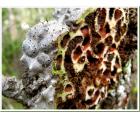 蚁栖植物-块茎蚁巢木(SS)(Myrmecodia tuberosa)蚂蚁植物|另类|蚁巢玉