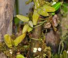 蚁栖植物-大王花眼树莲(Dischidia rafflesiana)蚂蚁|另类植物