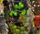 蚁栖植物-贝壳叶眼树莲(Dischidia collyris)蚂蚁|另类植物