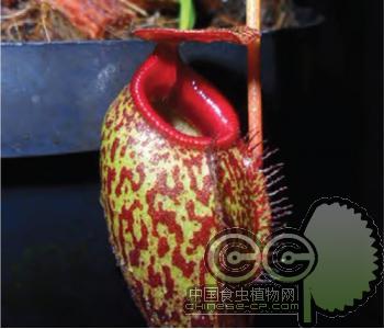 马兜铃x惊奇猪笼草(S)[N.x(aristolochioides x mira)]