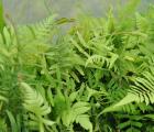 蕨类植物(盆景盆栽装饰|生态水陆造景|耐阴室内净化空气|买5送1)