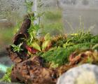 蕨类植物(盆景盆栽装饰|生态水陆造景|耐阴室内净化空气|买5送1)