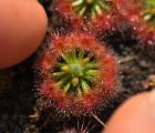 卡洛斯茅膏菜(Drosera callistos)迷你茅