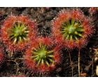 卡洛斯茅膏菜(Drosera callistos)迷你茅