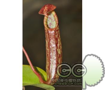 红斑猪笼草(L)苗|盆栽|花卉|食虫草|另类宠物|盆景