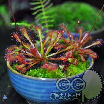 长柱茅膏菜(Drosera oblanceolata)