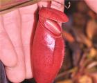 辛布亚猪笼草（红）[N.sibuyanensis(Red)]
