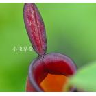 红苹果猪笼草（文莱红x三色）[N.ampullaria(Brunei Red x Harlequin)]