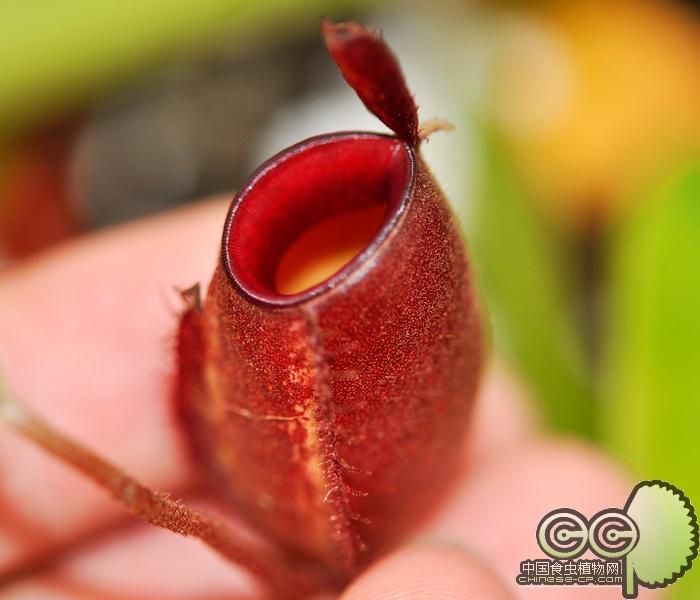 红苹果猪笼草(威廉红x三色)[nepenthes ampullaria(williams red x