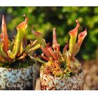 垂花太阳瓶子草(Heliamphora nutans)