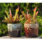 垂花太阳瓶子草(Heliamphora nutans)