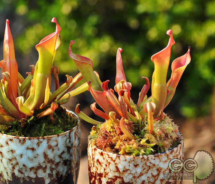 垂花太阳瓶子草(heliamphora nutans)