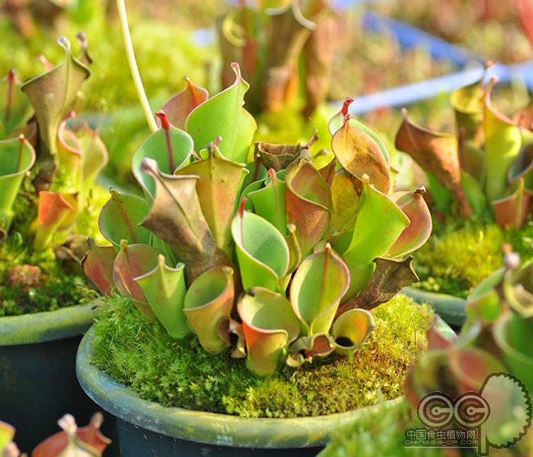 泰特太阳瓶子草(heliamphora tatei)