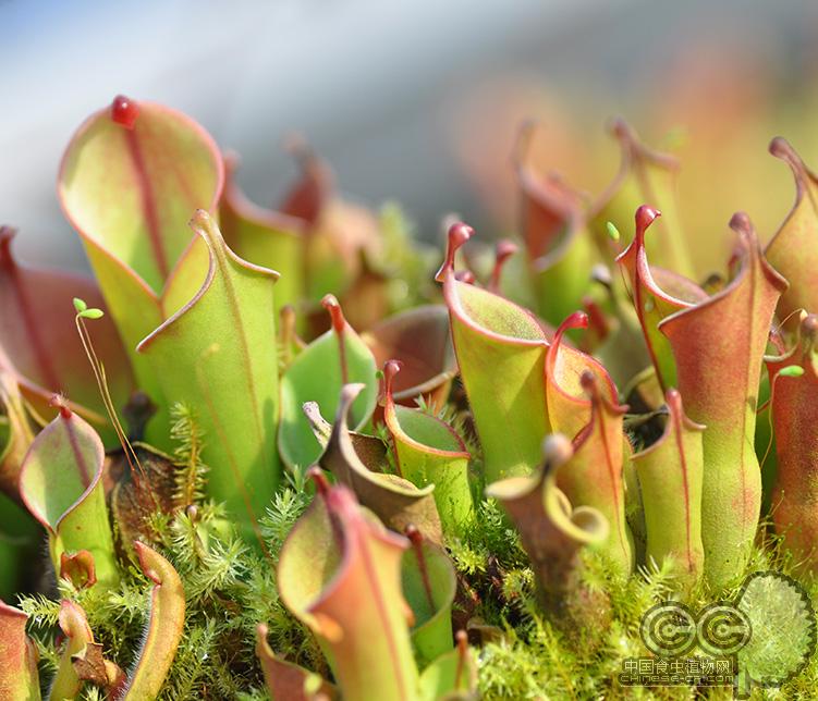 泰特太阳瓶子草(heliamphora tatei)