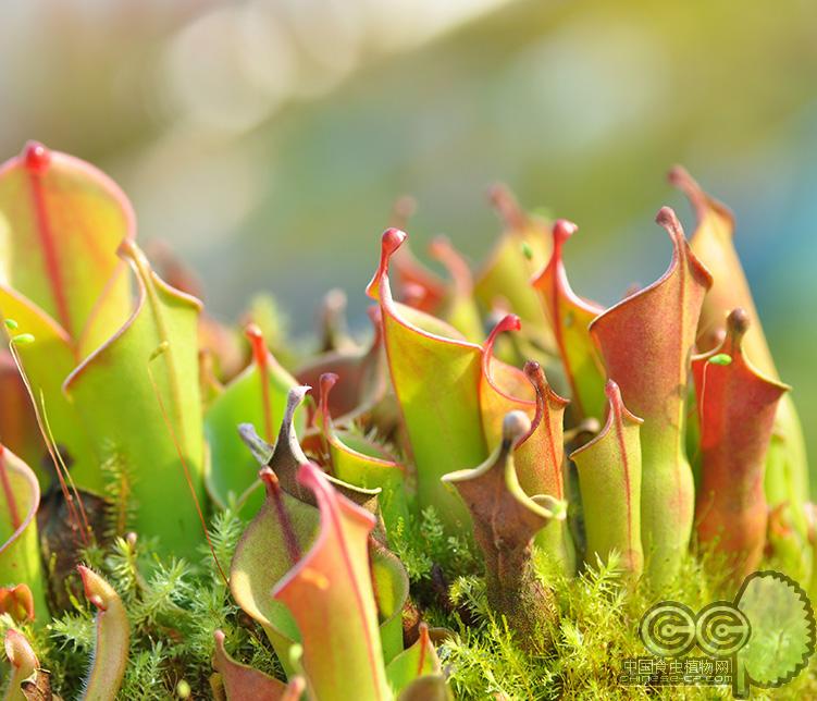 泰特太阳瓶子草(heliamphora tatei) - 泰特太阳瓶子草(heliamphora