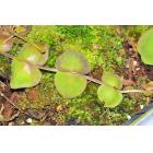 蚁栖植物-葡萄眼树莲(Dischidia astephana)